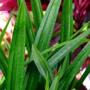 Pandan Leaves Plant Herb - Live Pandan Plant Indoor - 5 to 9 Inch Tall