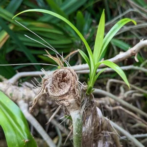 Pandan Leaves Plant Herb - Live Pandan Plant Indoor - 5 to 9 Inch Tall