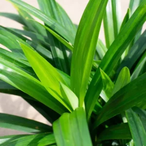 Pandan Leaves Plant Herb - Live Pandan Plant Indoor - 5 to 9 Inch Tall
