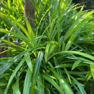 Pandan Leaves Plant Herb - Live Pandan Plant Indoor - 5 to 9 Inch Tall