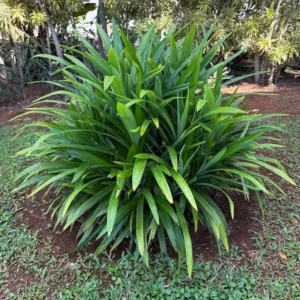 Pandan Leaves Plant Herb - Live Pandan Plant Indoor - 5 to 9 Inch Tall