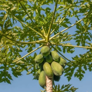 Papaya Tree Live Plant - 10-15 Inch Tall - Ready for Outdoor Planting
