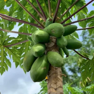 Papaya Tree Live Plant - 10-15 Inch Tall - Ready for Outdoor Planting