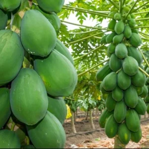 Papaya Tree Live Plant - 10-15 Inch Tall - Ready for Outdoor Planting