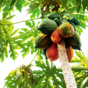 Papaya Tree Live Plant - 10-15 Inch Tall - Ready for Outdoor Planting