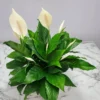 Peace Lily Spathiphyllum - 4 Inch Potted Plant - Easy Care Houseplant
