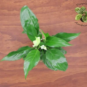 Peace Lily Spathiphyllum - 4 Inch Potted Plant - Easy Care Houseplant