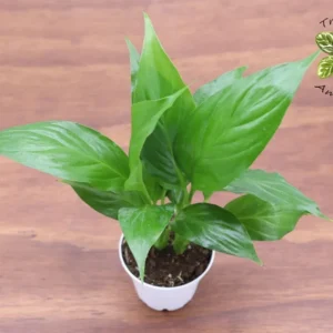 Peace Lily Spathipilium Plant - 2 inch Potted Indoor Air Purifier