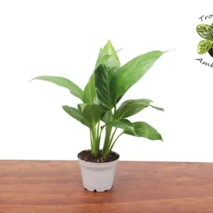Peace Lily Spathipilium Plant - 2 inch Potted Indoor Air Purifier
