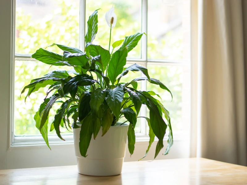 Peace Lily
