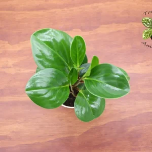 Peperomia Obtusifolia Live Plant - 4 Inch Potted Indoor Plant