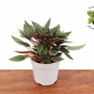 Peperomia Rosso Plant - 4 Inch Potted Indoor Plant Air Purifier