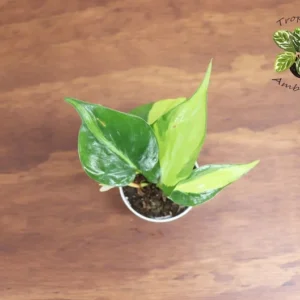 Philodendron Brasil Plant - 2 inch Potted Houseplant - Tropical Foliage