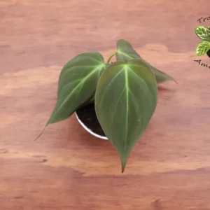 Philodendron Micans Plant 2 Inch Potted Indoor Vine
