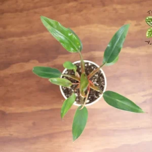 Philodendron Super Dwarf Red Plant - 4 Inch Potted Houseplant