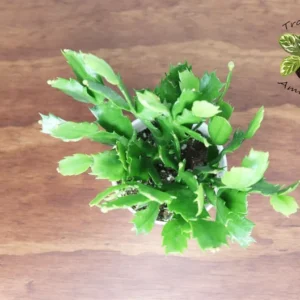 Pink Christmas Cactus Plant 4 inch Pot - Holiday Blooms