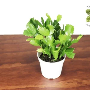 Pink Christmas Cactus Plant 4 inch Pot - Holiday Blooms