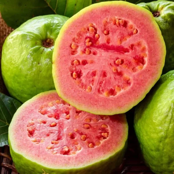 Pink Guava Sweet Plant Live Tree - 4-6 Inch Fruit Seedlings