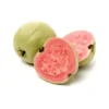 Pink Guava Tree Live Plant - 4-10 Inch Tall Fruiting Tree