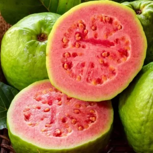 Pink Guava Tree Live Plant - 4-10 Inch Tall Fruiting Tree