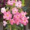 Pink Mandevilla Plants Live - 2 Vine Plants Well Rooted 4-6 Inch Tall Flowering Bush