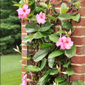 Pink Mandevilla Plants Live - 2 Vine Plants Well Rooted 4-6 Inch Tall Flowering Bush