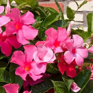 Pink Mandevilla Plants Live - 2 Vine Plants Well Rooted 4-6 Inch Tall Flowering Bush