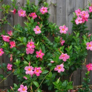 Pink Mandevilla Plants Live - 2 Vine Plants Well Rooted 4-6 Inch Tall Flowering Bush
