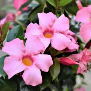 Pink Mandevilla Plants Live - 2 Vine Plants Well Rooted 4-6 Inch Tall Flowering Bush