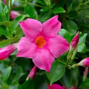 Pink Mandevilla Plants Live - 2 Vine Plants Well Rooted 4-6 Inch Tall Flowering Bush