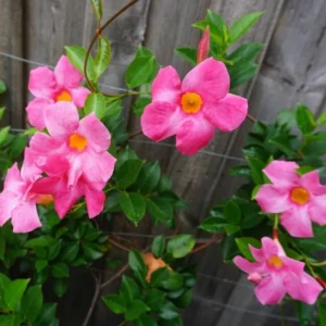 Pink Mandevilla Plants Live - 2 Vine Plants Well Rooted 4-6 Inch Tall Flowering Bush