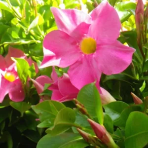 Pink Mandevilla Plants Live - 2 Vine Plants Well Rooted 4-6 Inch Tall Flowering Bush