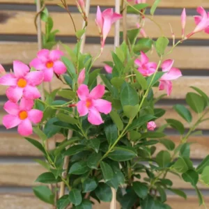 Pink Mandevilla Plants Live - 2 Vine Plants Well Rooted 4-6 Inch Tall Flowering Bush