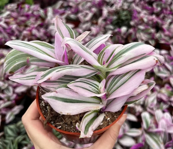Pink Wandering Jew Tradescantia Nanouk Rare Houseplant 2 Inch Pot Indoor Plant