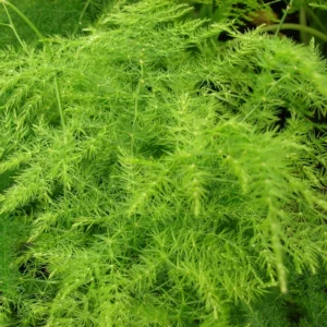 Plumosa Fern Plant - 3 Inch Potted Fern - Indoor/Outdoor