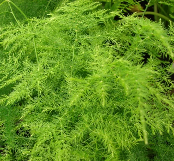 Plumosa Fern Plant - 3 Inch Potted Fern - Indoor/Outdoor