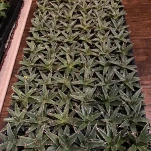 Porcupine Agave (A. Victoria-reginae) Plant Plug - 1-2in Ornamental Succulent