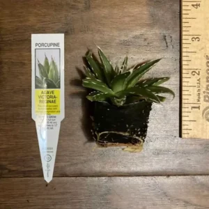 Porcupine Agave (A. Victoria-reginae) Plant Plug - 1-2in Ornamental Succulent