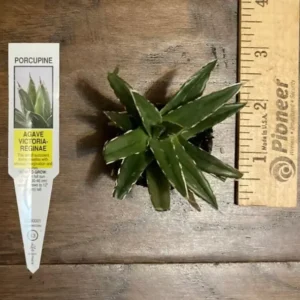 Porcupine Agave (A. Victoria-reginae) Plant Plug - 1-2in Ornamental Succulent