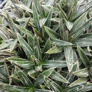 Porcupine Agave (A. Victoria-reginae) Plant Plug - 1-2in Ornamental Succulent
