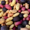 Potato Lover's Mix - Seed Potatoes Variety Mix - 2 lb - Spring Planting