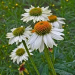 Pow Wow White Coneflower Echinacea Plant - Potted Starter Plant - Green & White - Outdoor Herb