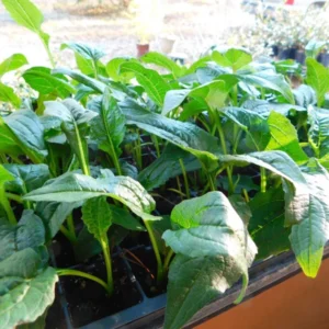 Pow Wow White Coneflower Echinacea Plant - Potted Starter Plant - Green & White - Outdoor Herb