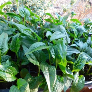 Pow Wow White Coneflower Echinacea Plant - Potted Starter Plant - Green & White - Outdoor Herb