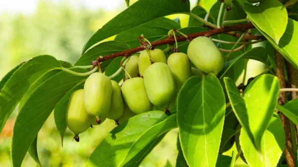 Prolific Kiwi Plant Plug - Edible Fruit Vine - 3-6 Inches - Hardy Kiwi