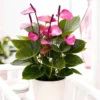 Purple Anthurium Plant - 4 Inch Potted Anthurium - Purple Flower