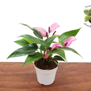 Purple Anthurium Plant - 4 Inch Potted Anthurium - Purple Flower
