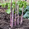 Purple Passion Asparagus Plants - 10 Crowns - 2 Year Healthy Roots - Garden Ready