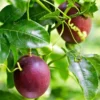 Purple Passion Fruit Vine Plant - Edible Passion Fruit Tree - Garden Ready