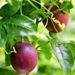 Purple Passion Fruit Vine Plant - Edible Passion Fruit Tree - Garden Ready